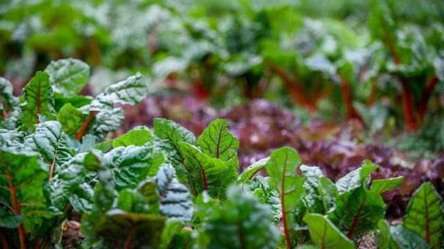 Green leafy vegetables growing in a garden.