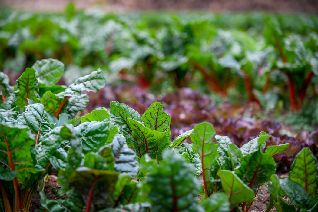 Green leafy vegetables growing in a garden.