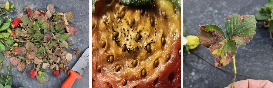 Three photos illustrate what a Neo-P infection looks like on strawberry plants in the field, a close-up of an individual strawberry and strawberry plant leaves.