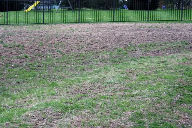 turf area with insect damage