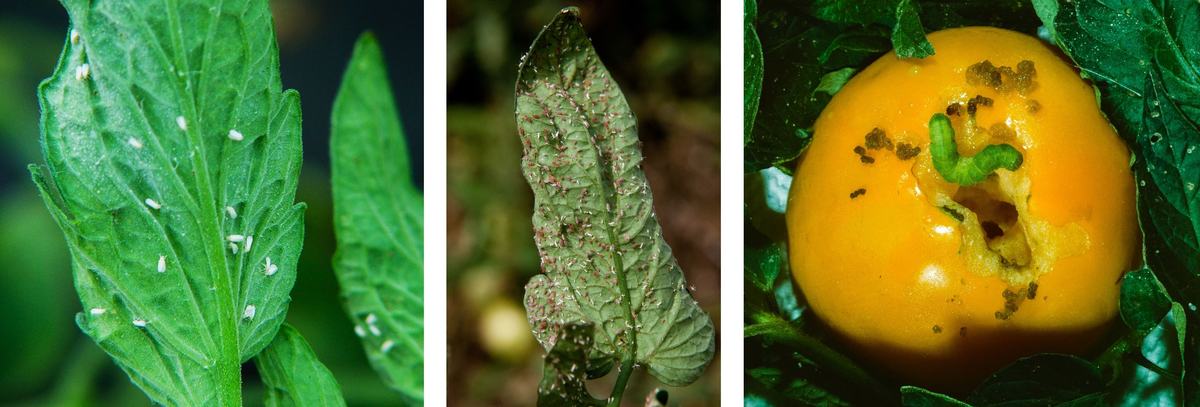 Left: whiteflies on tomato leaf; center: aphids on tomato leaf; right: caterpillar on tomato with feeding damage