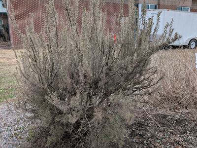 rosemary plant is dried and brown from winter wind