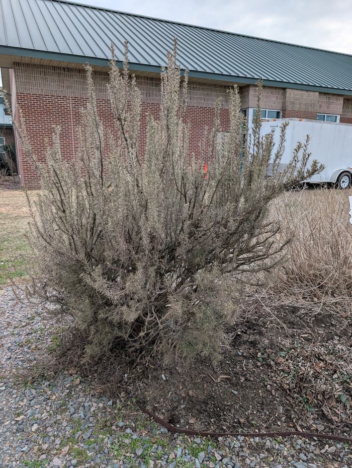 rosemary plant is dried and brown from winter wind