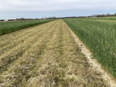 Native vegetation and cereal rye cover crop