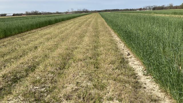 Native vegetation and cereal rye cover crop