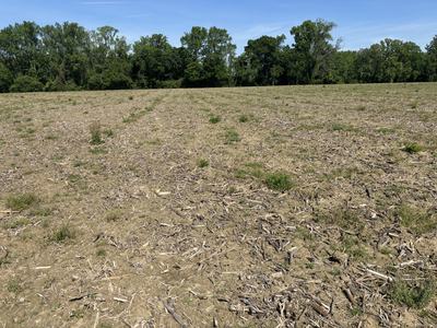 Winter weeds in a field