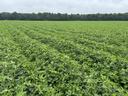 Peanuts on August 4 near Winterville NC