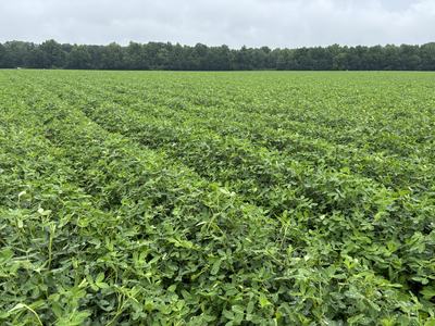 Peanuts on August 4 near Winterville NC