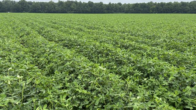 Peanuts on August 4 near Winterville NC