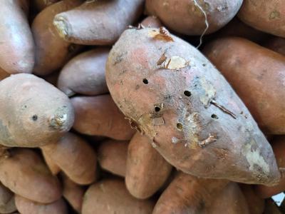 Sweetpotato root feeding injury caused by wireworms.