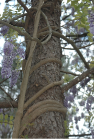 Wisteria vine in landscape
