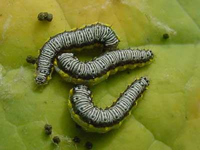 cross-striped cabbageworm on broccoli (note frass)