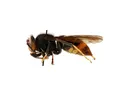 Diagram of yellow-legged hornet