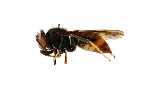 Diagram of yellow-legged hornet