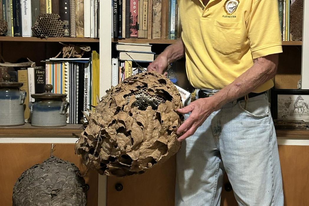 yellow legged hornet hive