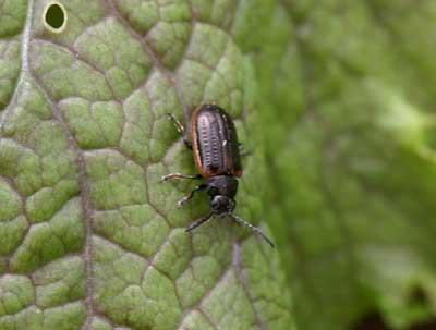 close-up of yellowmargined leaf beetle