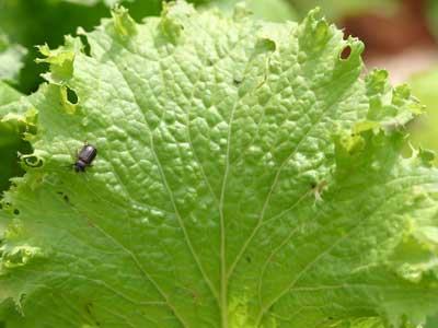 yellowmargined leaf beetle on mustard