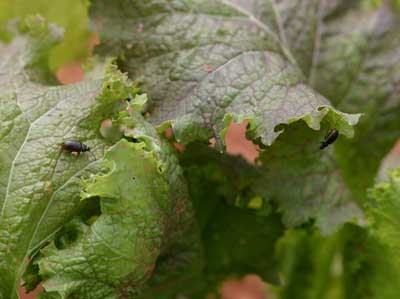 yellowmargined leaf beetle on mustard