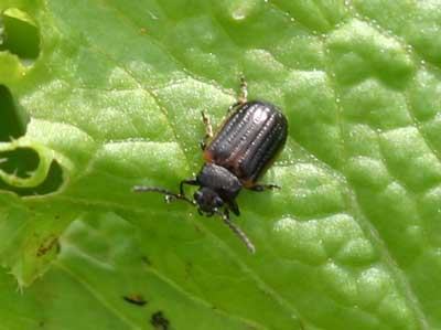 close-up of yellowmargined leaf beetle
