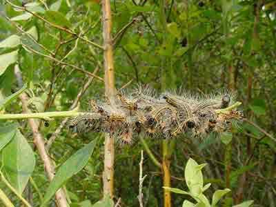 Cluster of hairy caterpillars grouped along a thin branch among green leaves