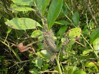 Striped green caterpillar clinging to a leafy stem among green foliage