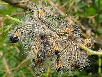 Cluster of hairy yellow-and-black striped caterpillars clinging to a green twig