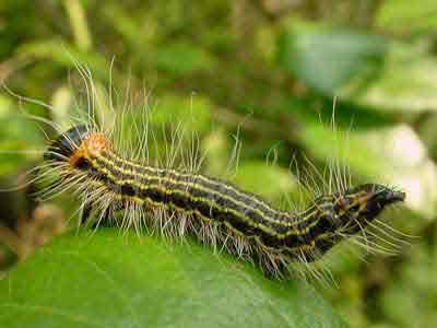 Hairy black-and-green caterpillar with yellow stripes crawling on a leaf