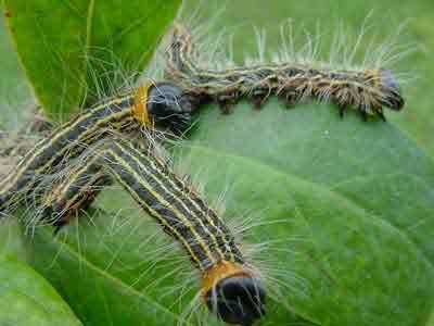 Two hairy, yellow-striped caterpillars with black heads on a green leaf