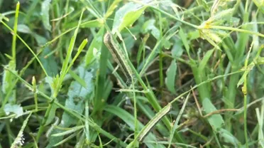 younger stage of fall armyworm