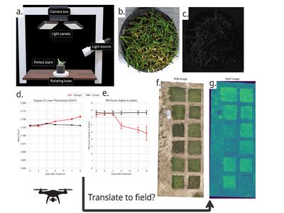 Image showing a potted plant under neath lights and a camera, the resulting image from this set-up, data gathered and charted on graphs, and then a translation to the field.