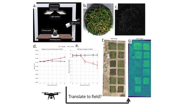 Image showing a potted plant under neath lights and a camera, the resulting image from this set-up, data gathered and charted on graphs, and then a translation to the field.