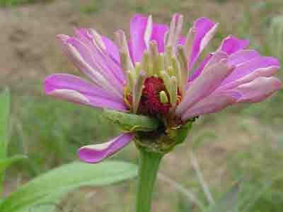 Corn earworm feeding on zinnia