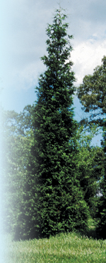 Green Giant' Stands Tall Among Evergreens - Extension Gardener