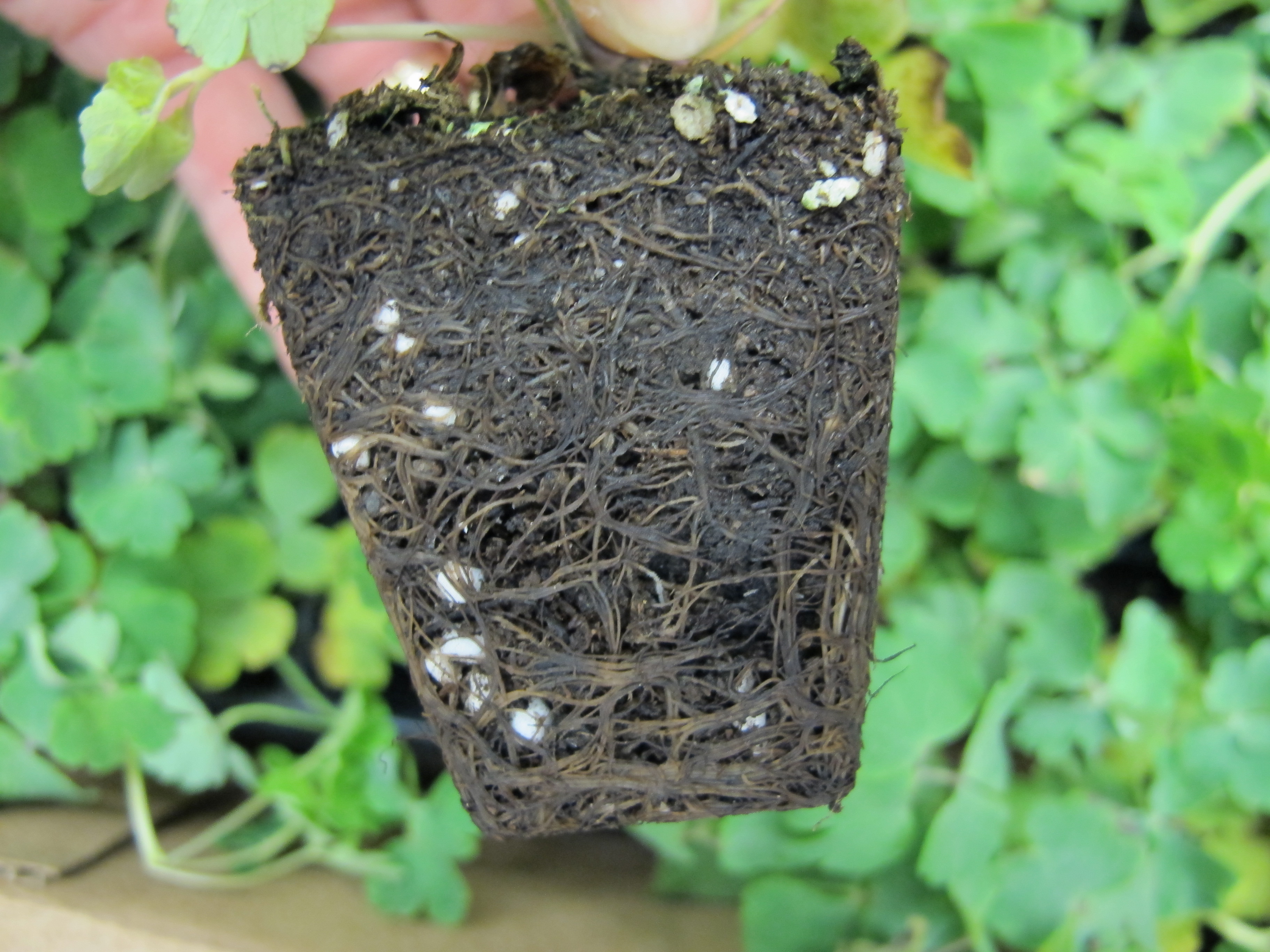 Black Root Rot on Pericallis - Extension Plant Pathology | NC State ...