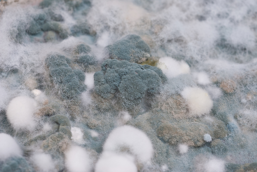 Mold Clean Up