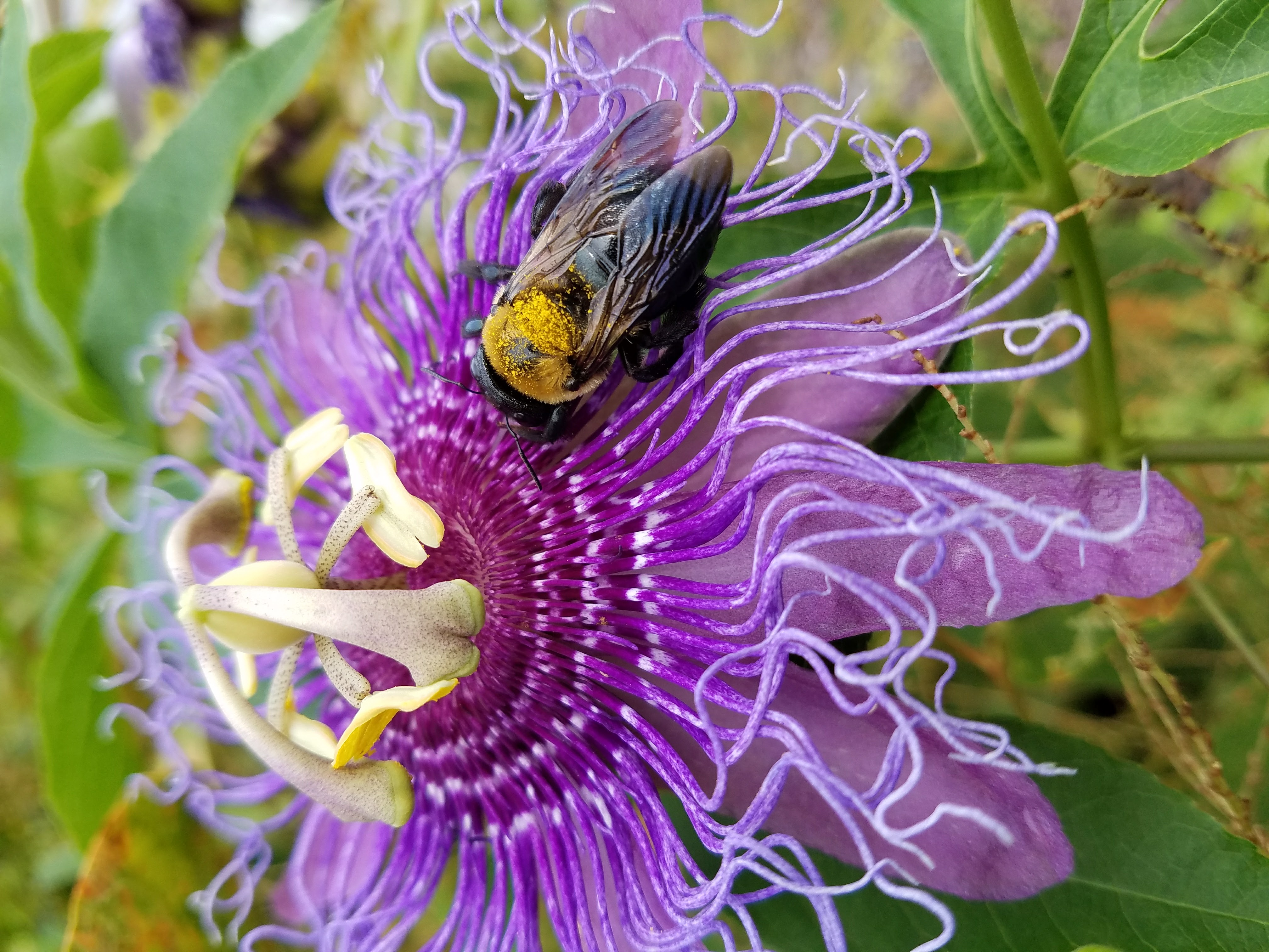 When Less is More: A Lazy Gardener’s Guide to Supporting Pollinators