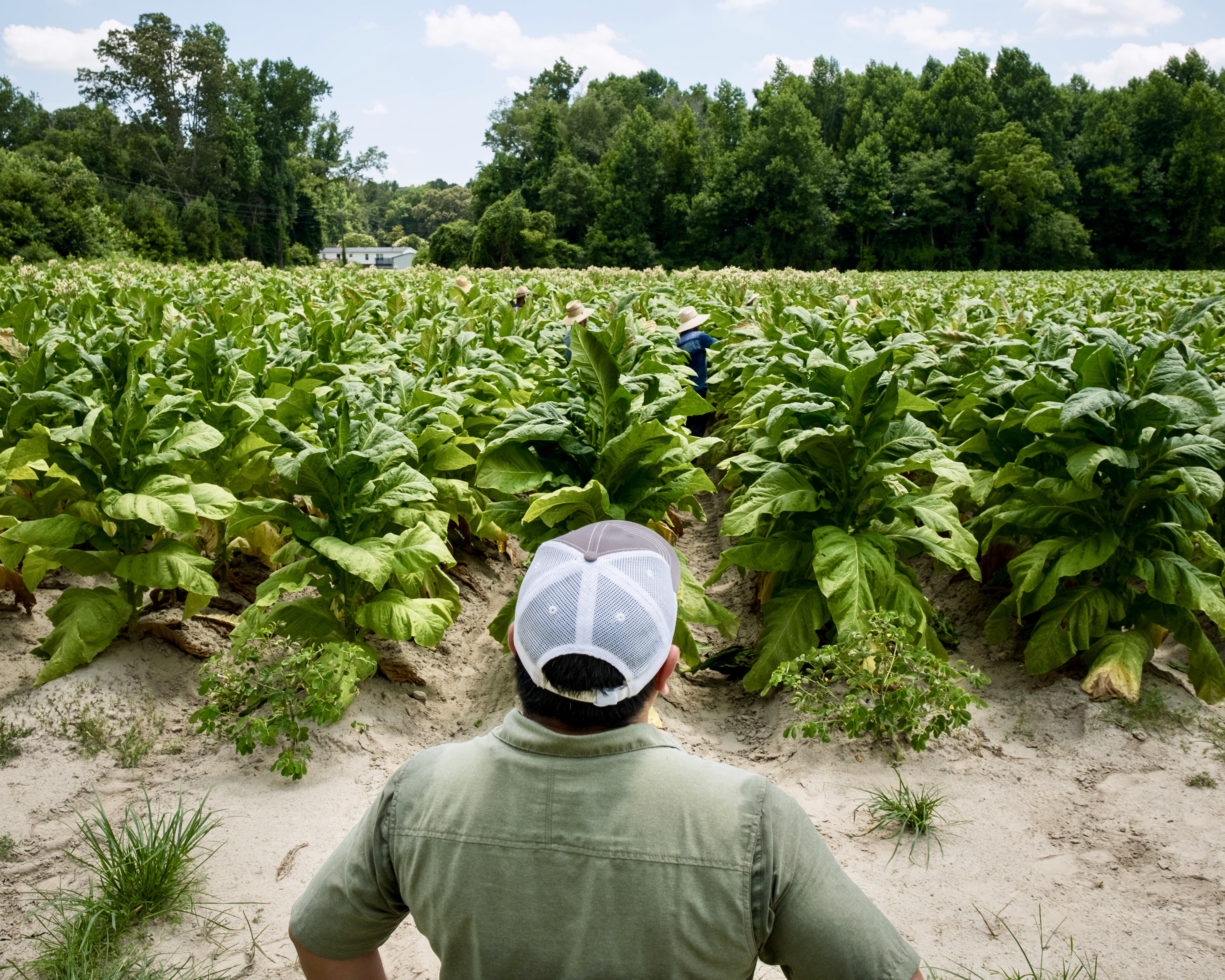 Heat Stress among Agricultural Workers on North Carolina Farms