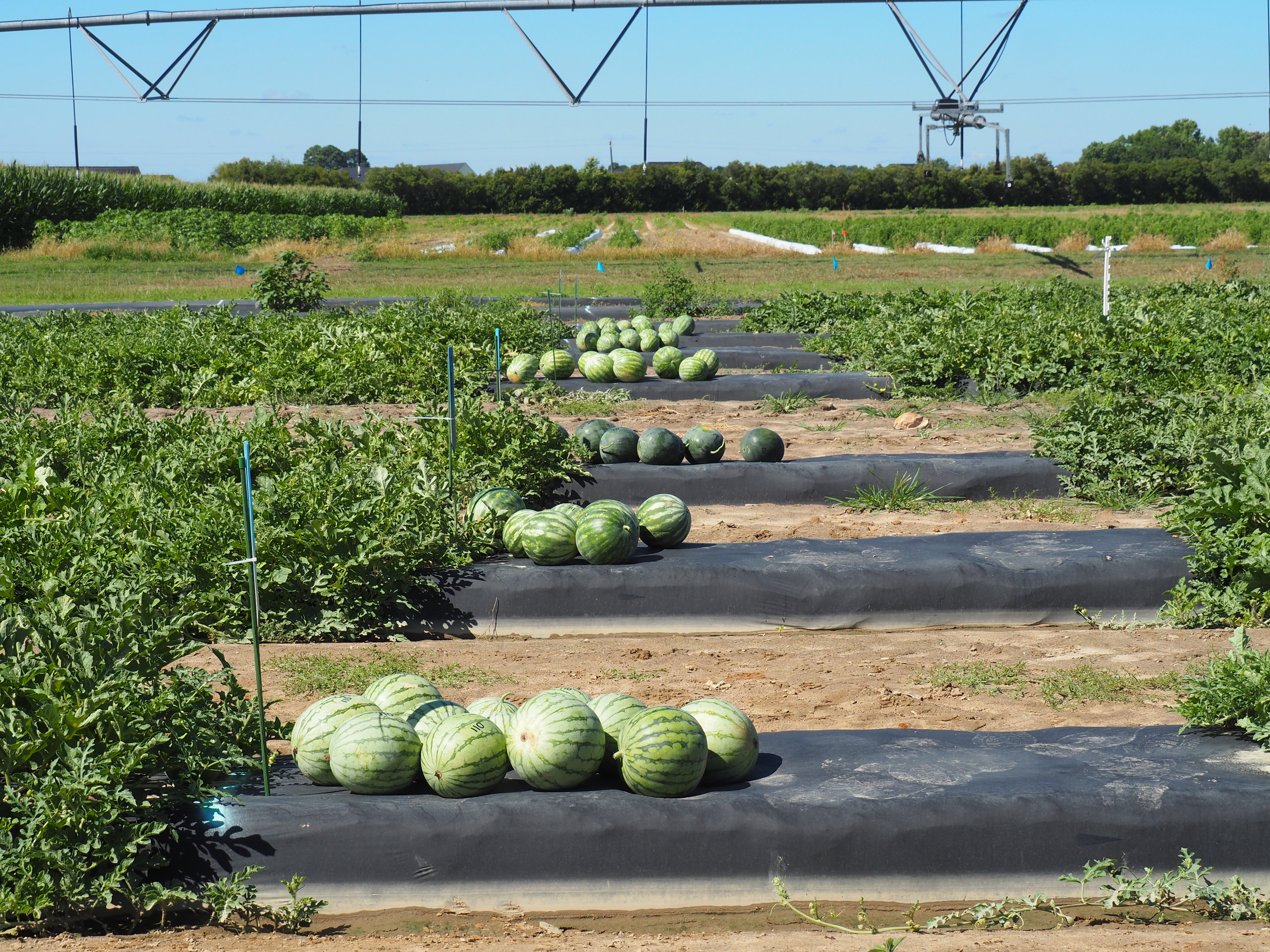 Watermelon Extension 2024 North Carolina Mini Size Triploid Watermelon Cultivar Evaluation ...