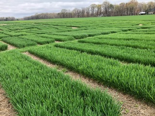 2026 Wheat Data Webinar