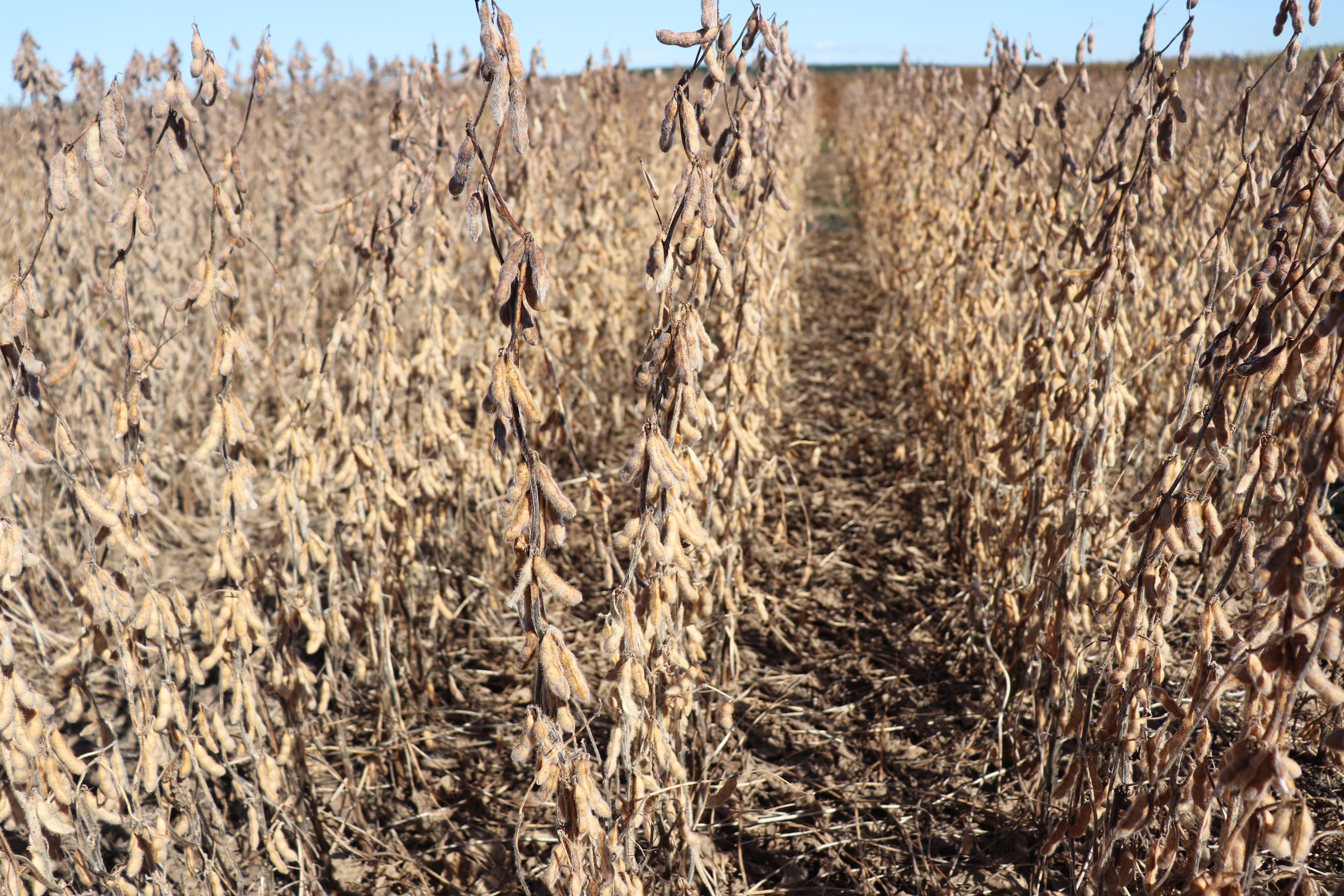 2026 Soybean Data Webinar