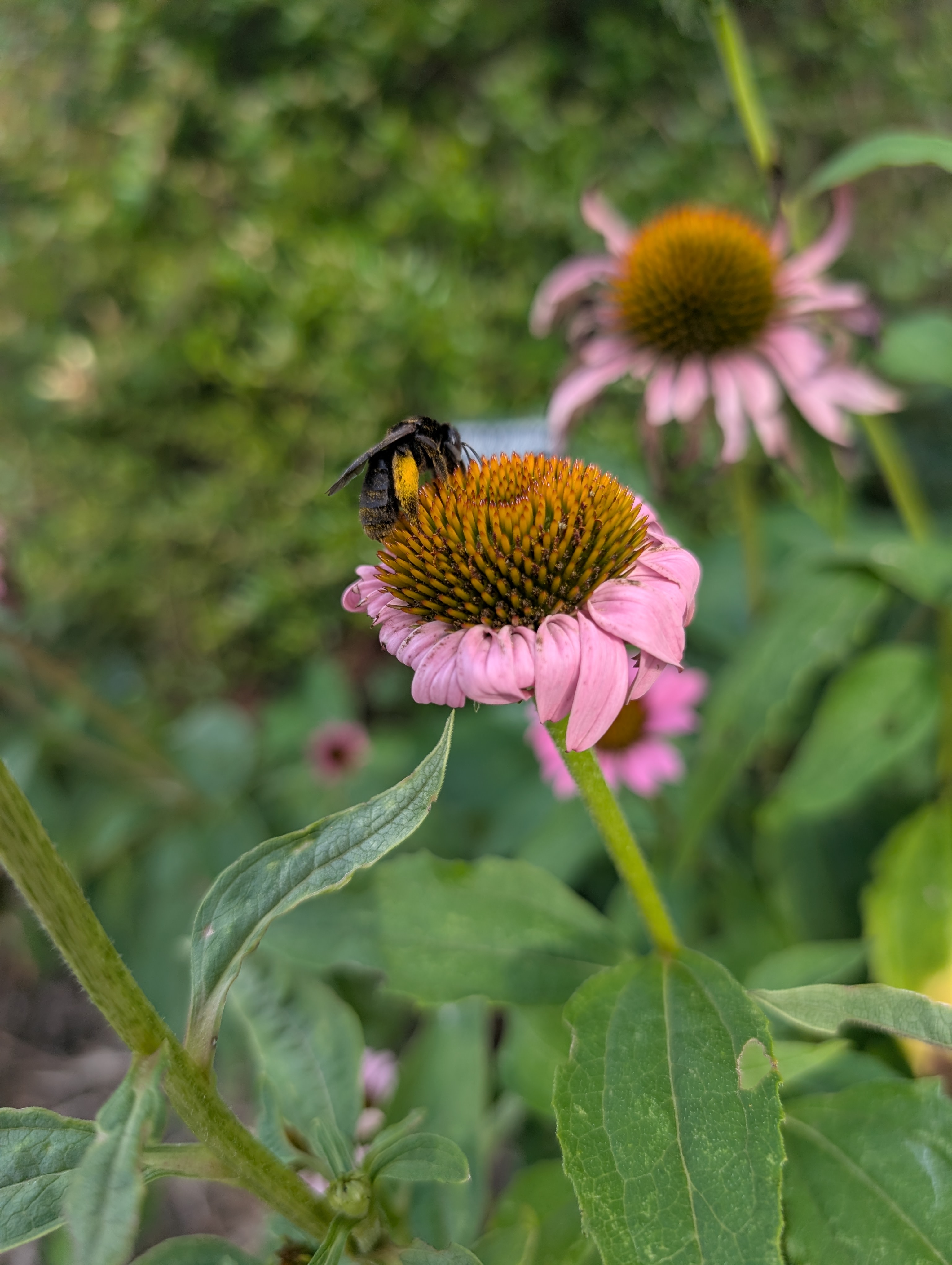 Less is More- Lazy Best Practices for Gardening For Pollinators