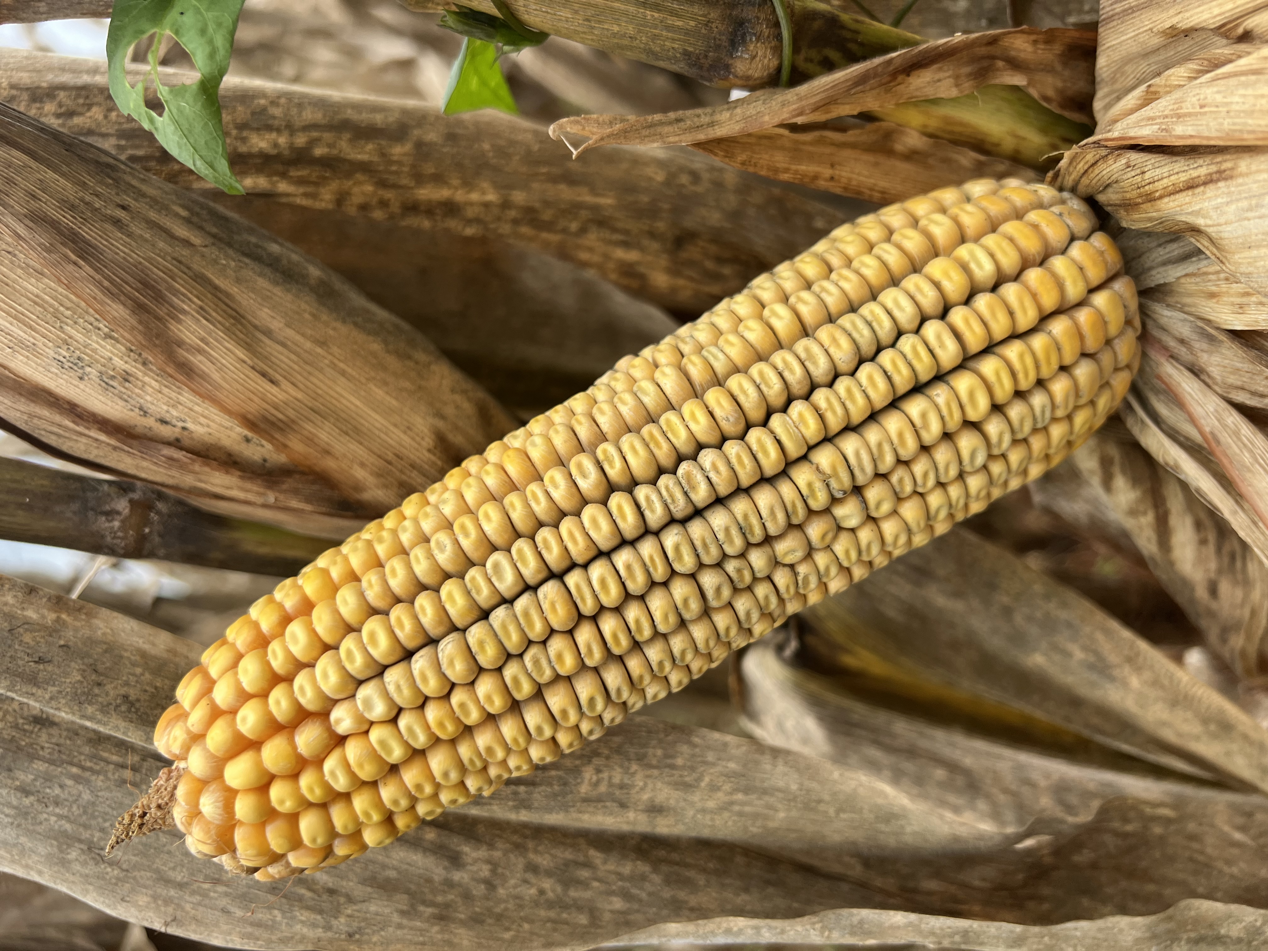 2026 Corn Data Webinar