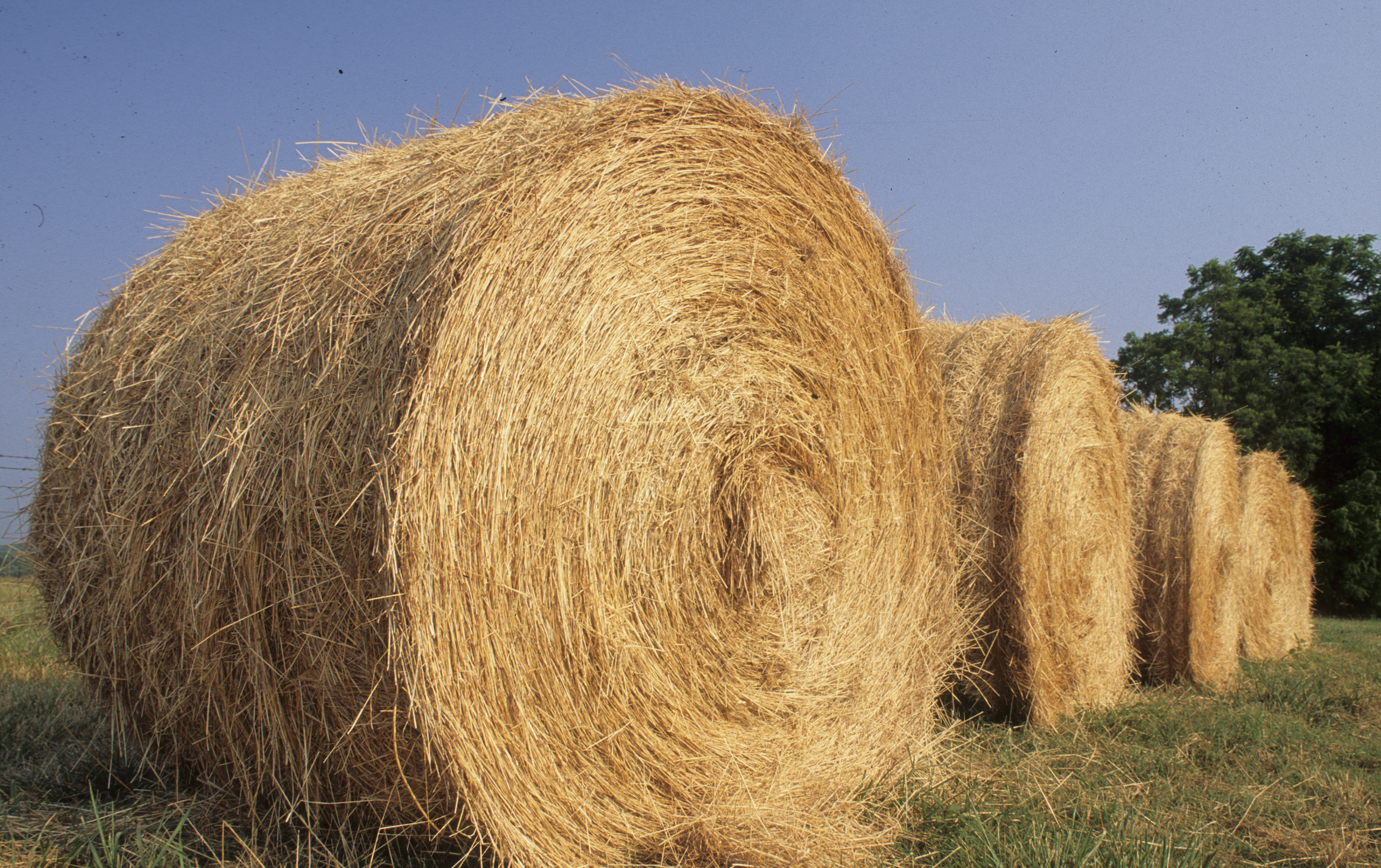 Notice to Hay Growers and Buyers