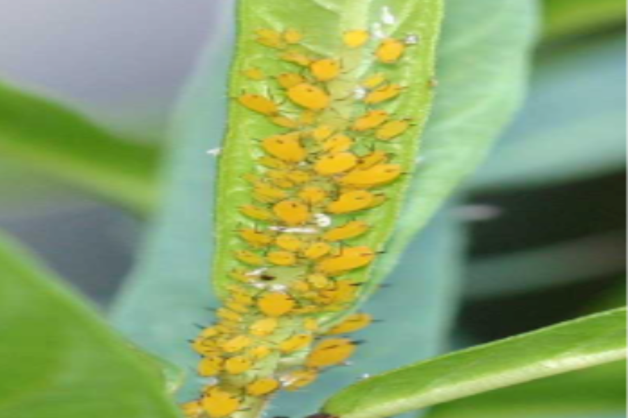 Insecticidal soaps for garden pest control