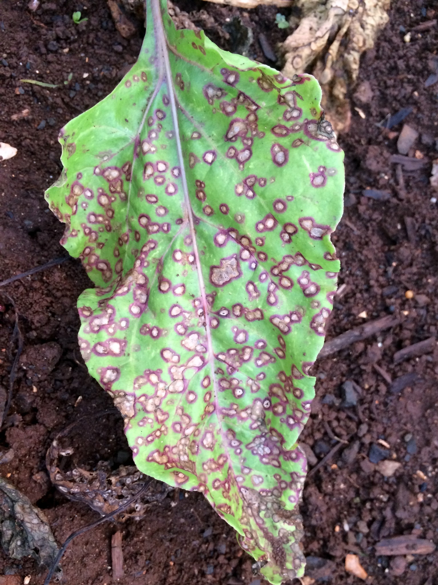 Spots on My Leaves: Fungal Leaf Spots in the Summer Landscape