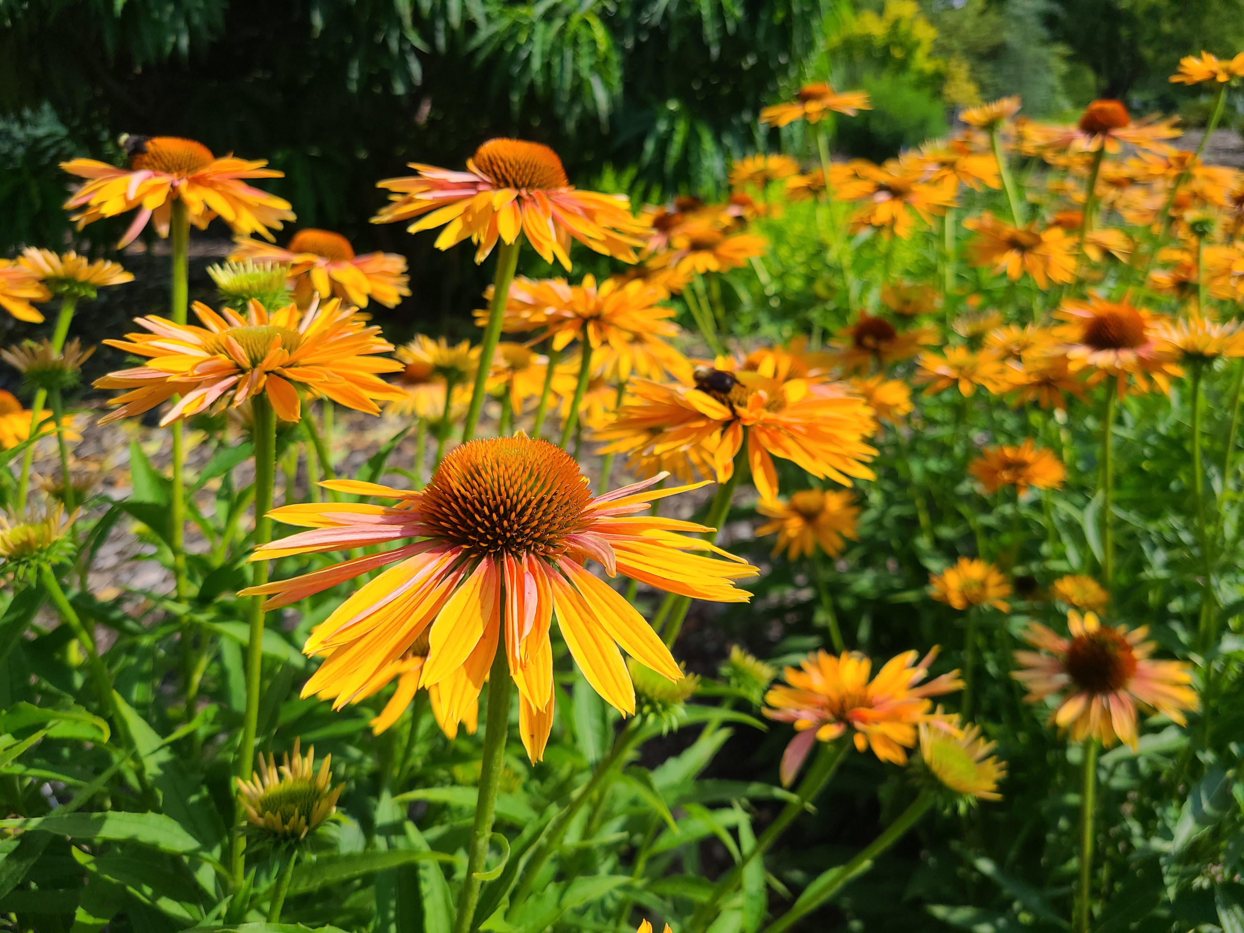 Purple Coneflower Clinic: What's wrong with your Echinacea flowers?