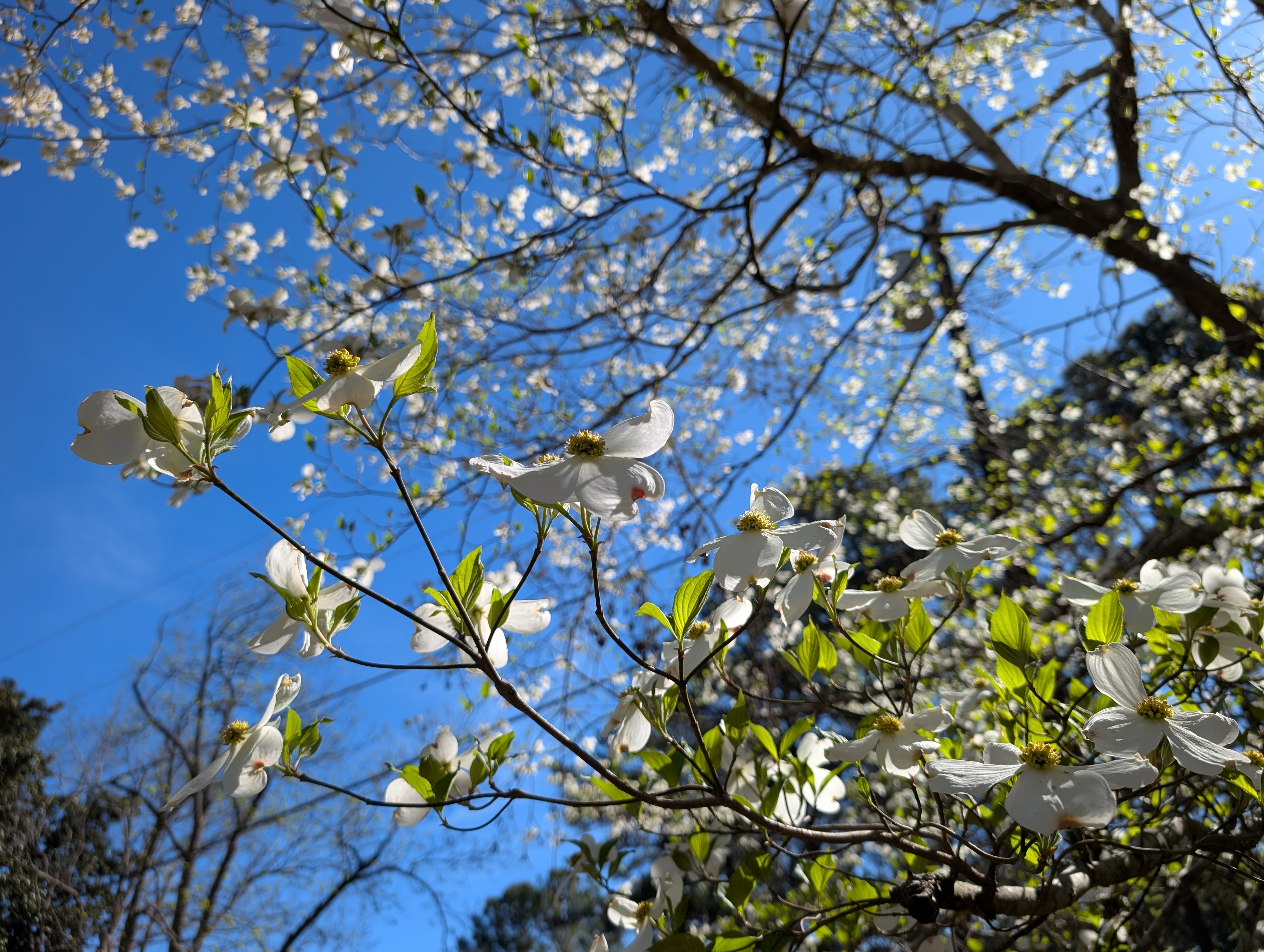 Saving The State Flower: How to Help Your Struggling Dogwoods Survive Summer Stress