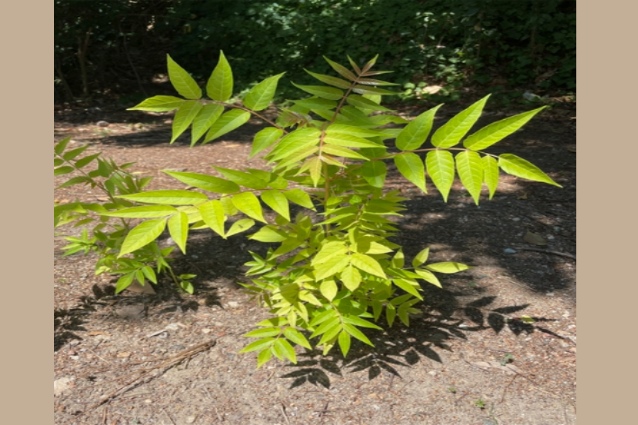 Tree-of-Heaven